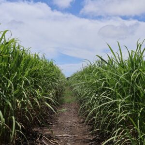 Campos Caña de azúcar